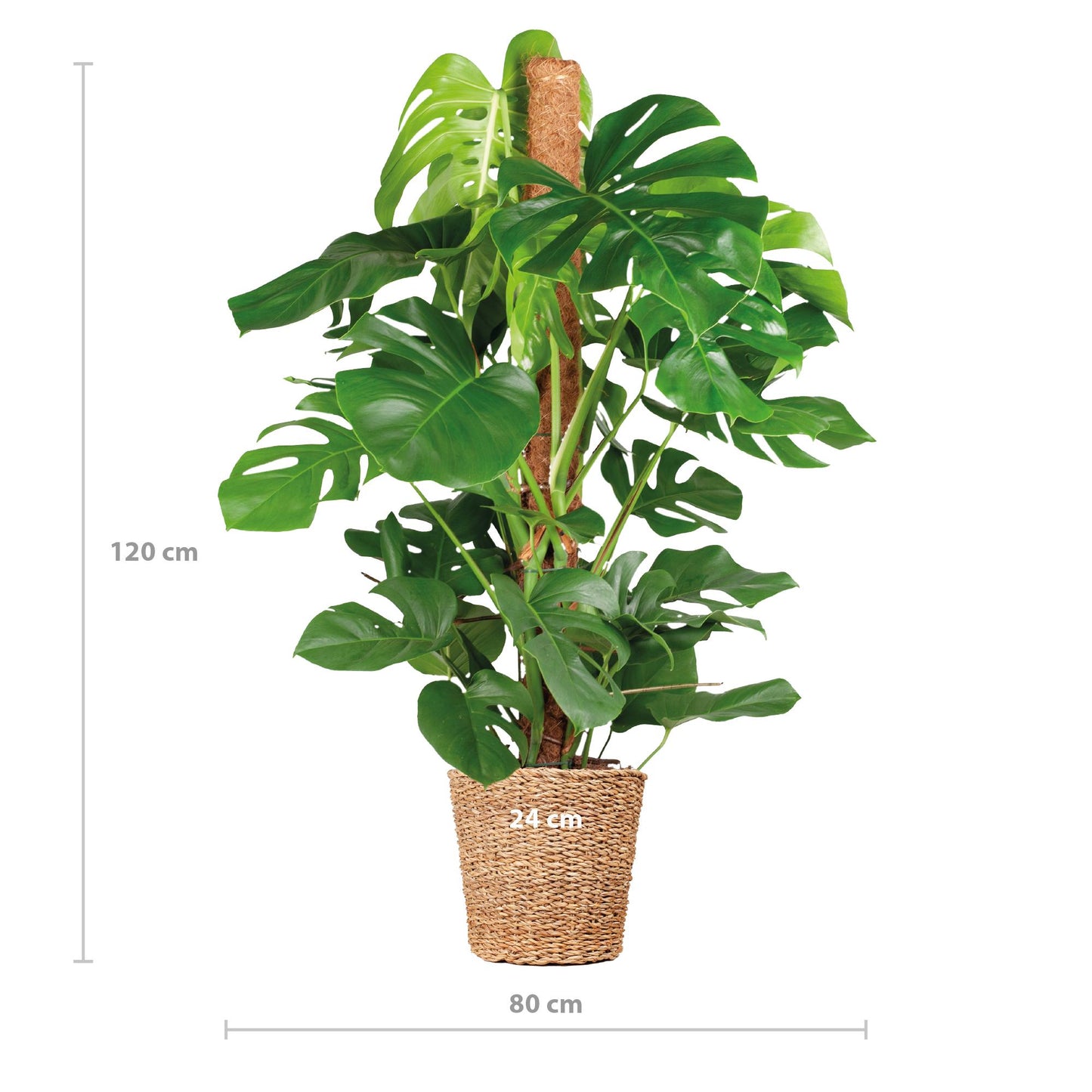 Monstera Deliciosa XL mit Pflanzkorb Torun – 120cm Ø24 – Zimmerpflanze groß  – Fensterblatt