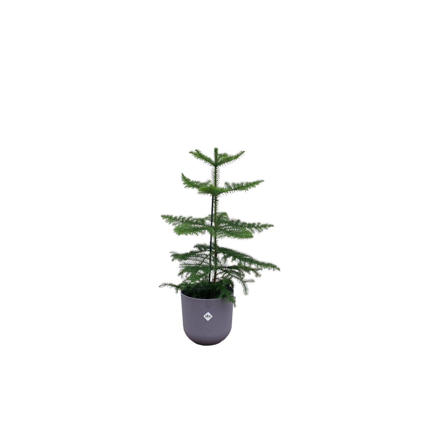 Araucaria mit Topf in verschiedenen Farben - Zimmerkiefer 60 cm Ø19 - Araucaria heterophylla - Zimmertanne - Immergrüne pflegeleichte Zimmerpflanze - Mini Weihnachtsbaum