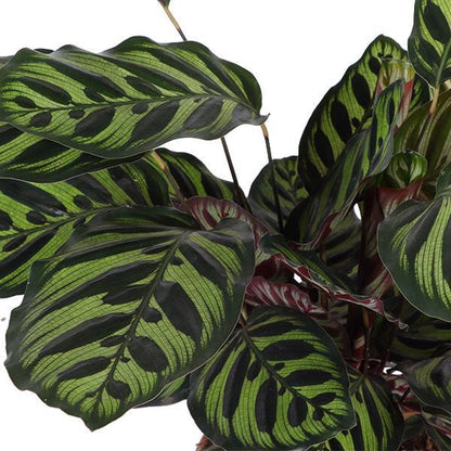 Calathea Makoyana mit Topf - Zimmerpflanze - Ø21cm, ↕70cm - Pfauenpflanze - grüne-wurzel