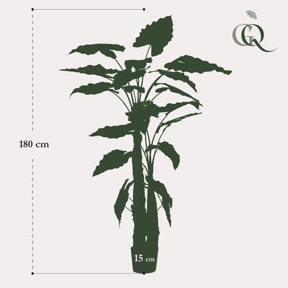 Kunstpflanze Alocasia - 180 cm - Zimmerpflanze - künstliche Pflanzen wie echt - künstliche Palme - grüne-wurzel