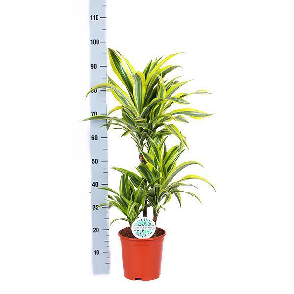 Dracaena Lemon Lime mit Topf - Zimmerpflanze - Ø21cm, ↕65cm - Drachenbaum - grüne-wurzel