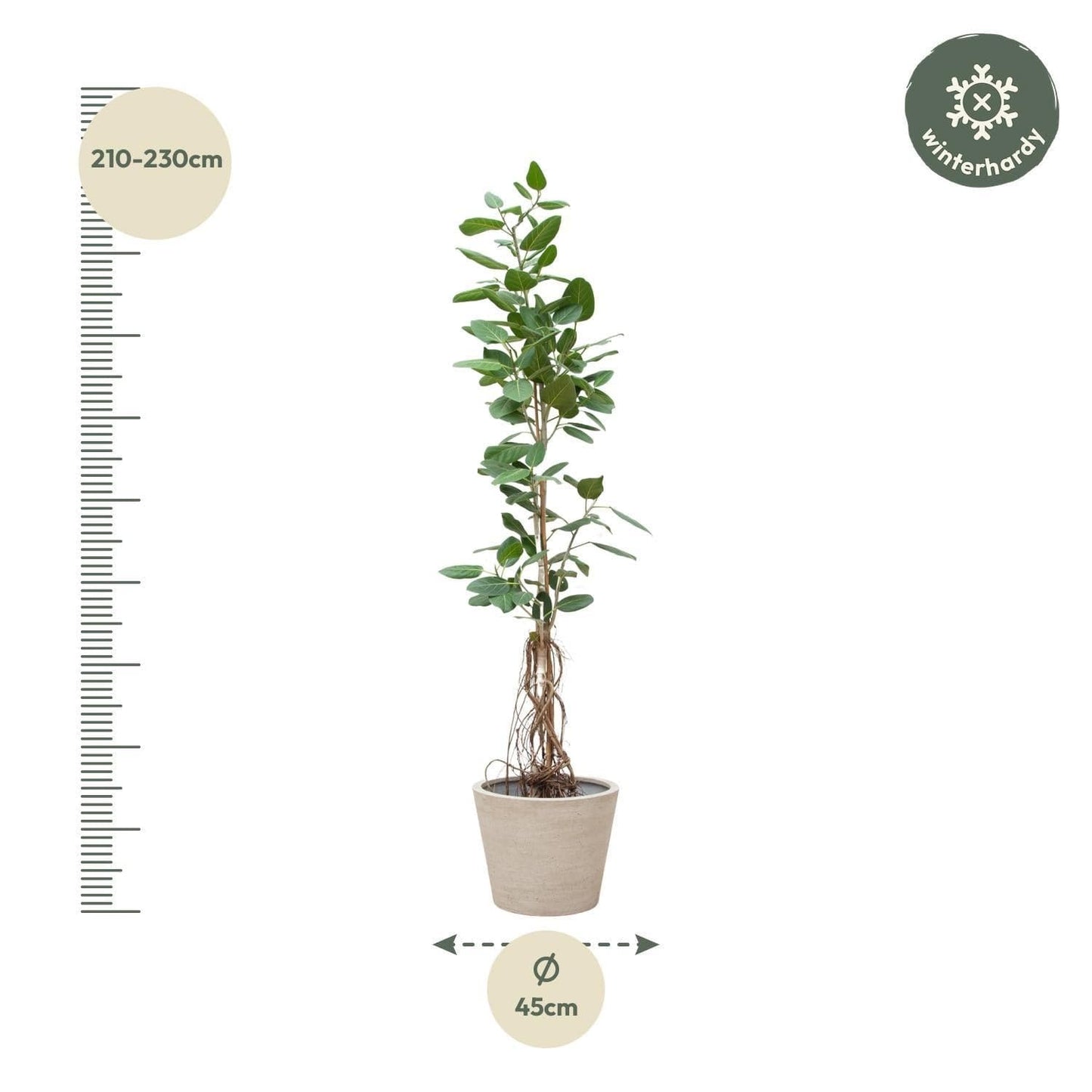 Indischer Banyanbaum Ficus Benghalensis am Stamm mit hängenden Wurzeln - Zimmerpflanze - 220 cm - Ø45 cm im Topf - grüne-wurzel