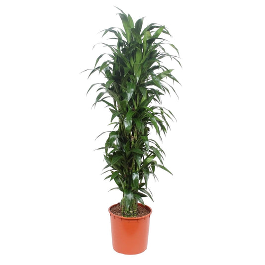 Dracaena Janet Craig – 170 cm Ø34 cm – Zimmerpflanze – XXL Zimmerpflanzen - Drachenbaum