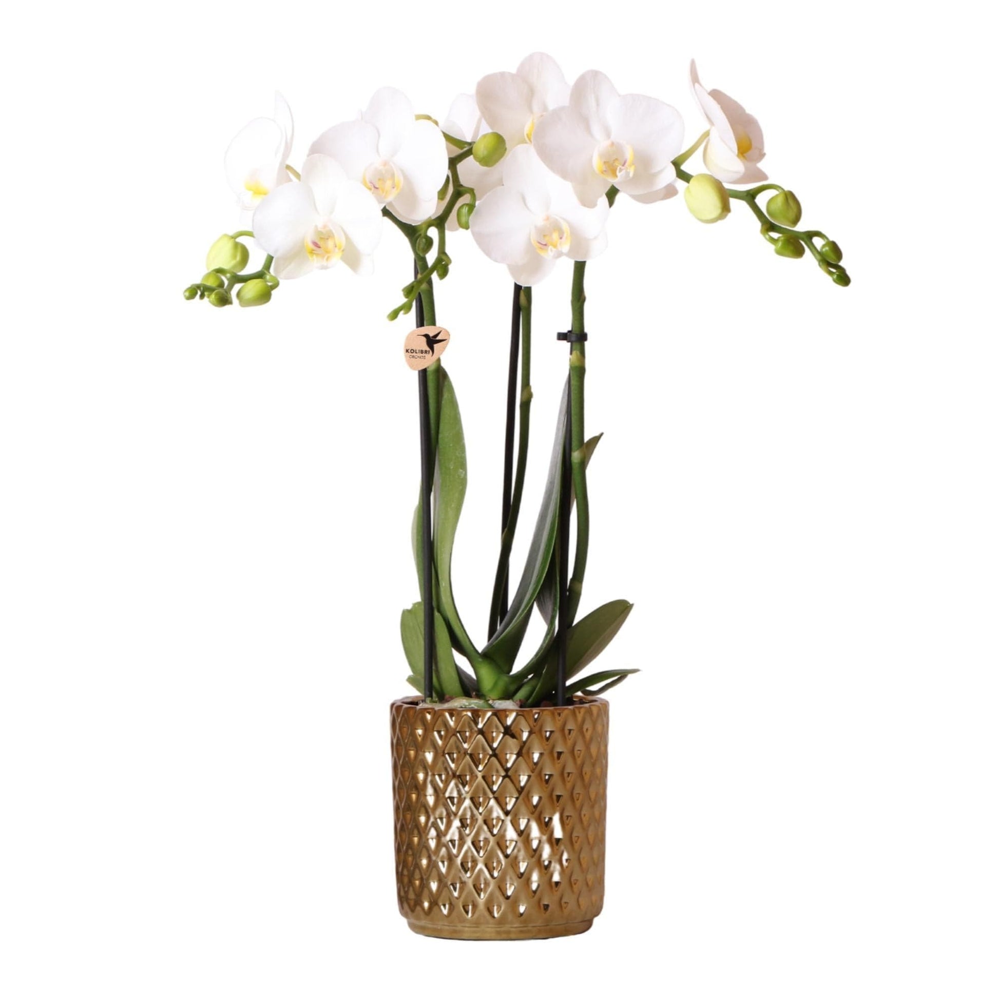 Kolibri Orchids | weiße Phalaenopsis Orchidee Orchidaceae - Amabilis + Diamant-Dekotopf gold - Topfgröße Ø9cm - 40cm hoch | blühende Zimmerpflanze im Blumentopf - frisch vom Züchter Schmetterlingsorchideen - grüne-wurzel