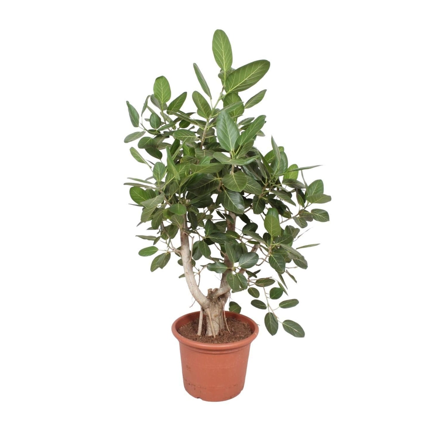 Ficus Benghalensis Banyan Feigenbaum verzweigt - Zimmerpflanze - 170 cm - Ø50 cm Topf - grüne-wurzel