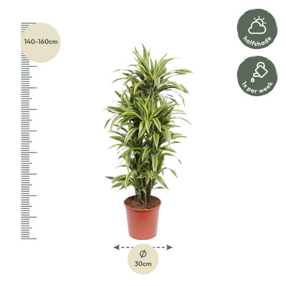 Dracaena Lemon Lime XL - dracaena deremensis - Zimmerpflanze - Drachenbaum - 150 cm - Ø30 cm - grüne-wurzel