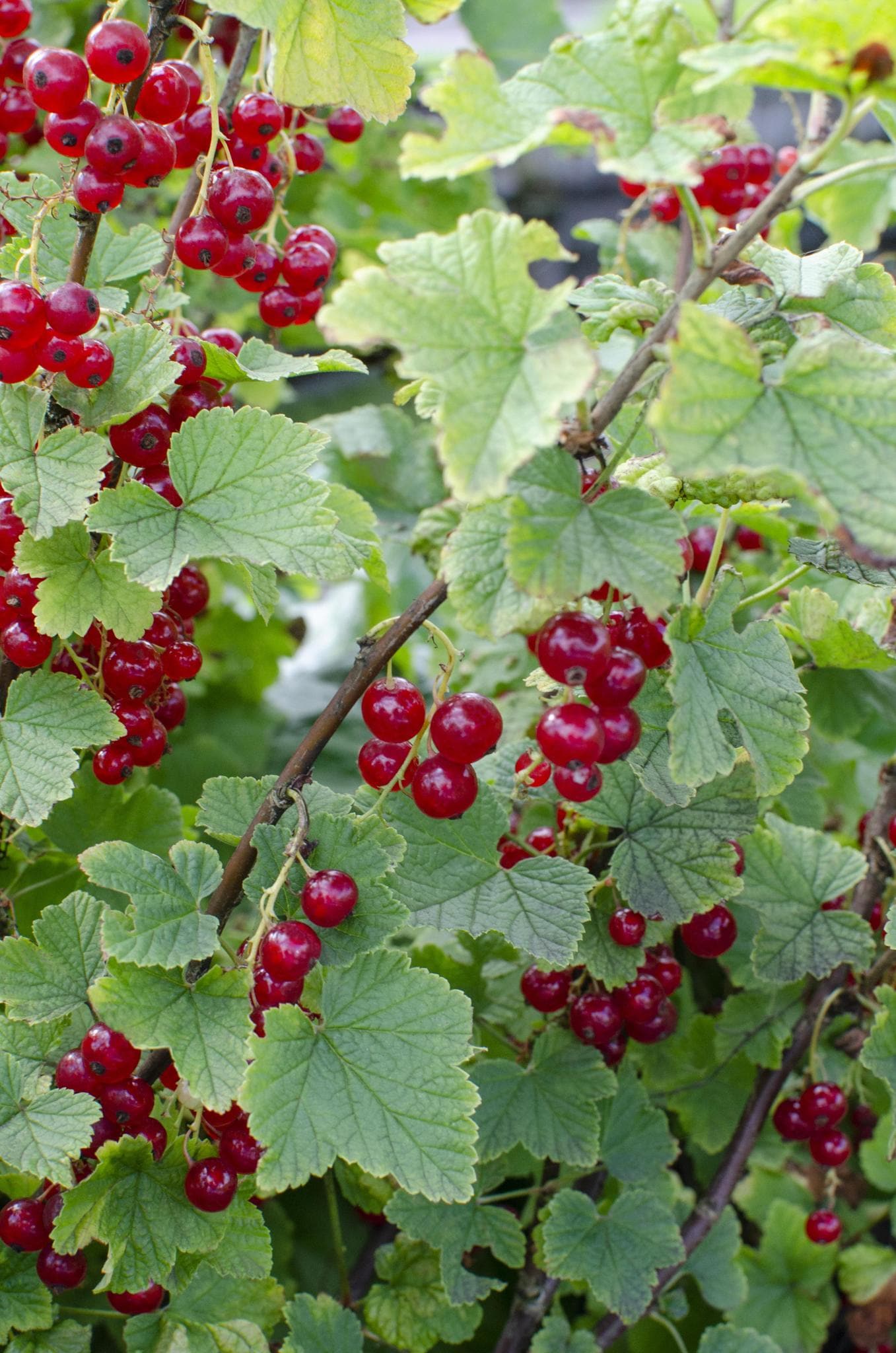 Ribes rubrum - Bio Johannisbeere - Höhe: 45 cm - Durchmesser: 13 cm - grüne-wurzel