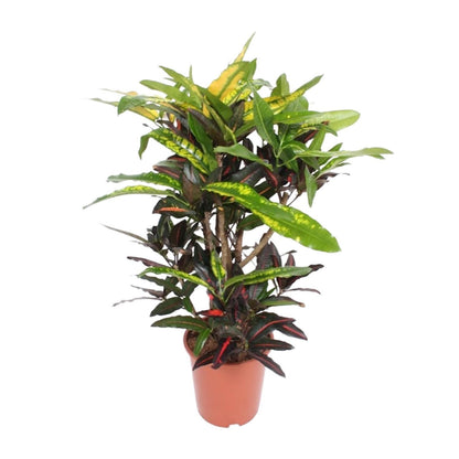 Codiaeum Mango - Croton Mango - Ø27cm - Höhe 110cm - Zimmerpflanze - grüne-wurzel