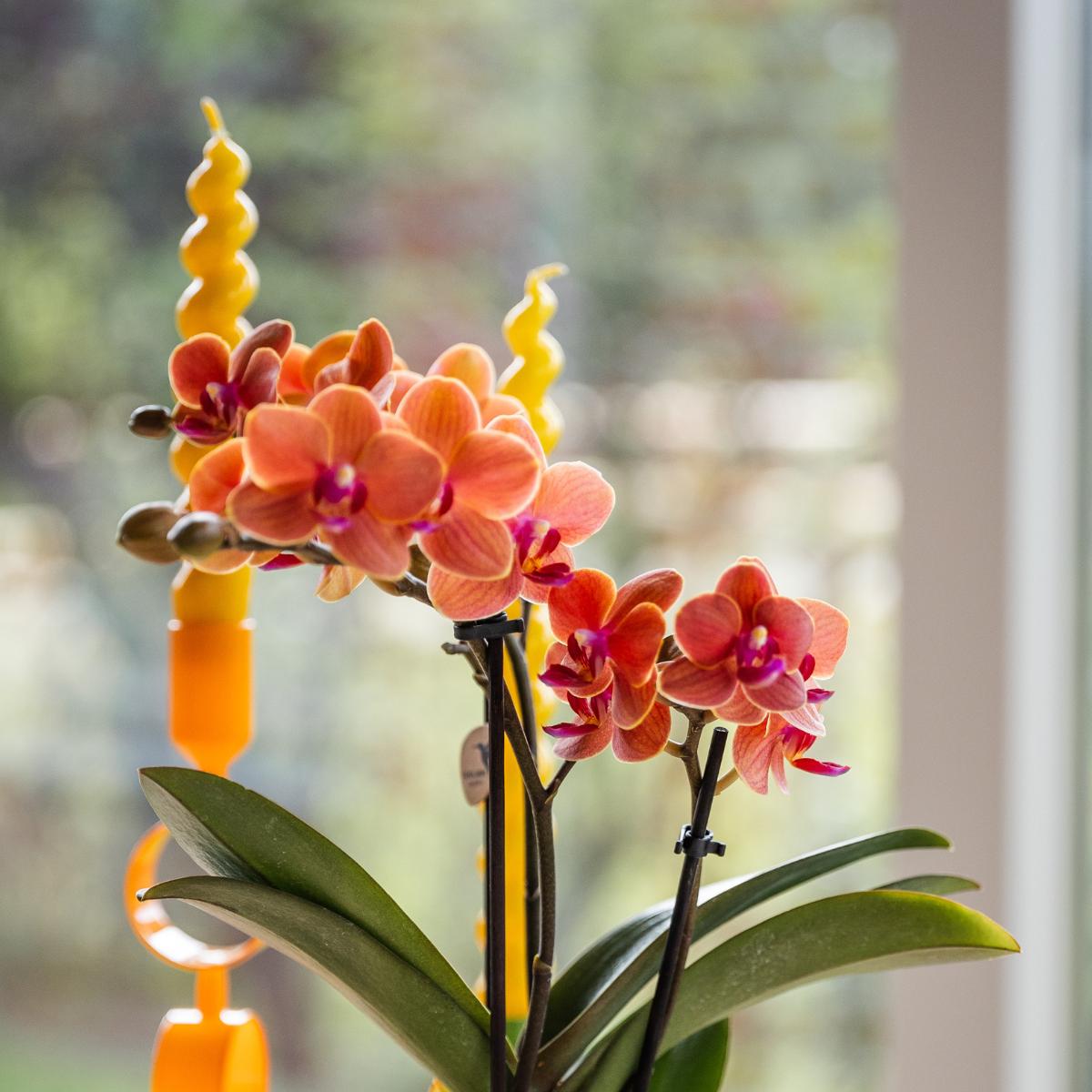 Kolibri Orchids | Orange Orchidee Bolzano + Hieroglyph Zierpot Off White - Topfgröße Ø9cm | blühende Zimmerpflanze - frisch vom Züchter