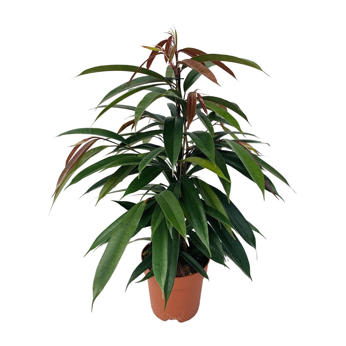 Ficus Binnendijkii - Amstel King - 75cm - Ø17cm - Zimmerpflanze - Immergrüne Pflanzen