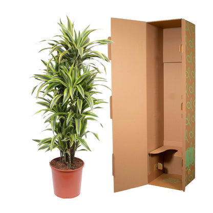 Dracaena Lemon Lime XL - dracaena deremensis - Zimmerpflanze - Drachenbaum - 150 cm - Ø30 cm - grüne-wurzel