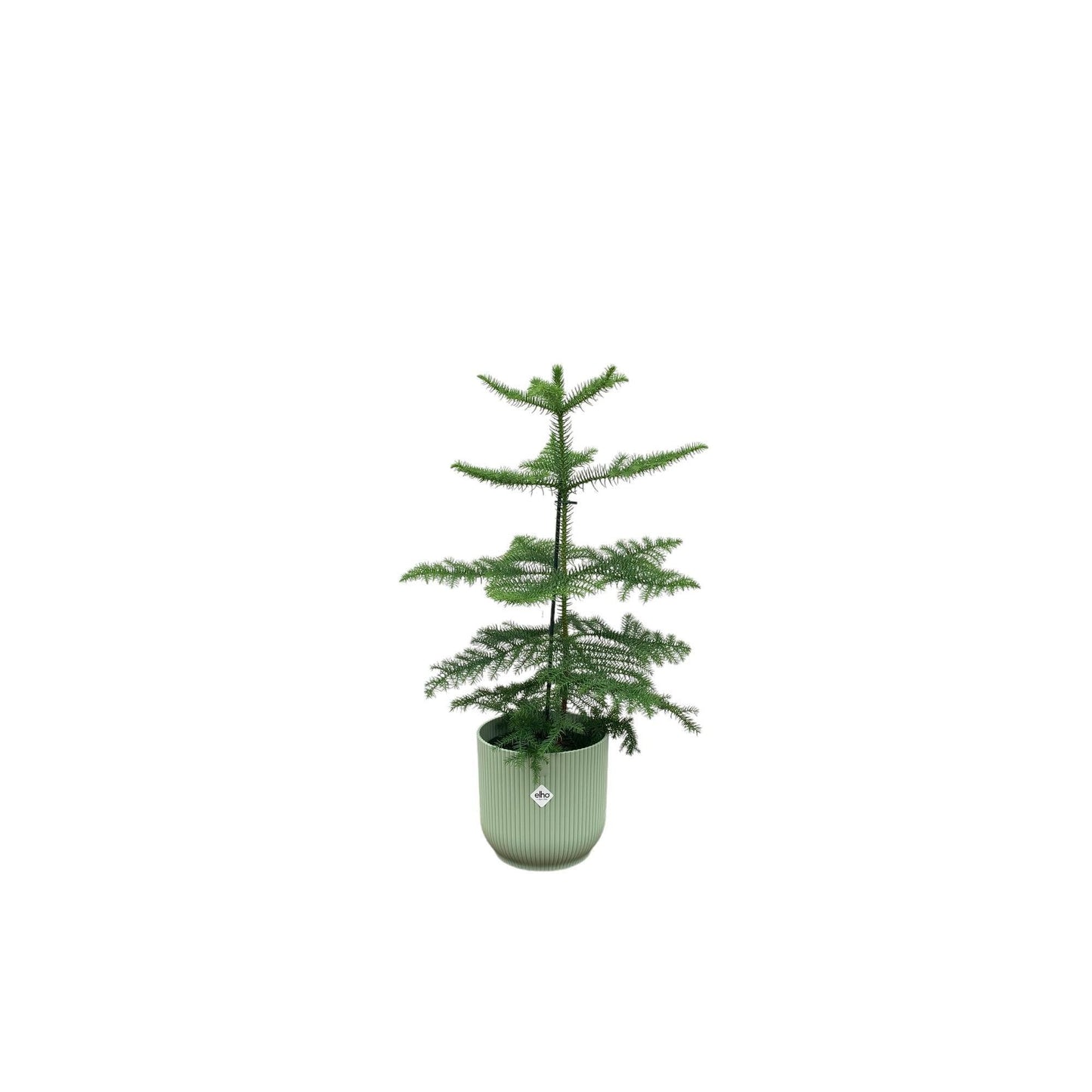 Araucaria mit Topf in verschiedenen Farben -  Zimmerkiefer 60 cm Ø18 - Zimmertanne Araucaria heterophylla - Immergrüne Zimmerpflanze