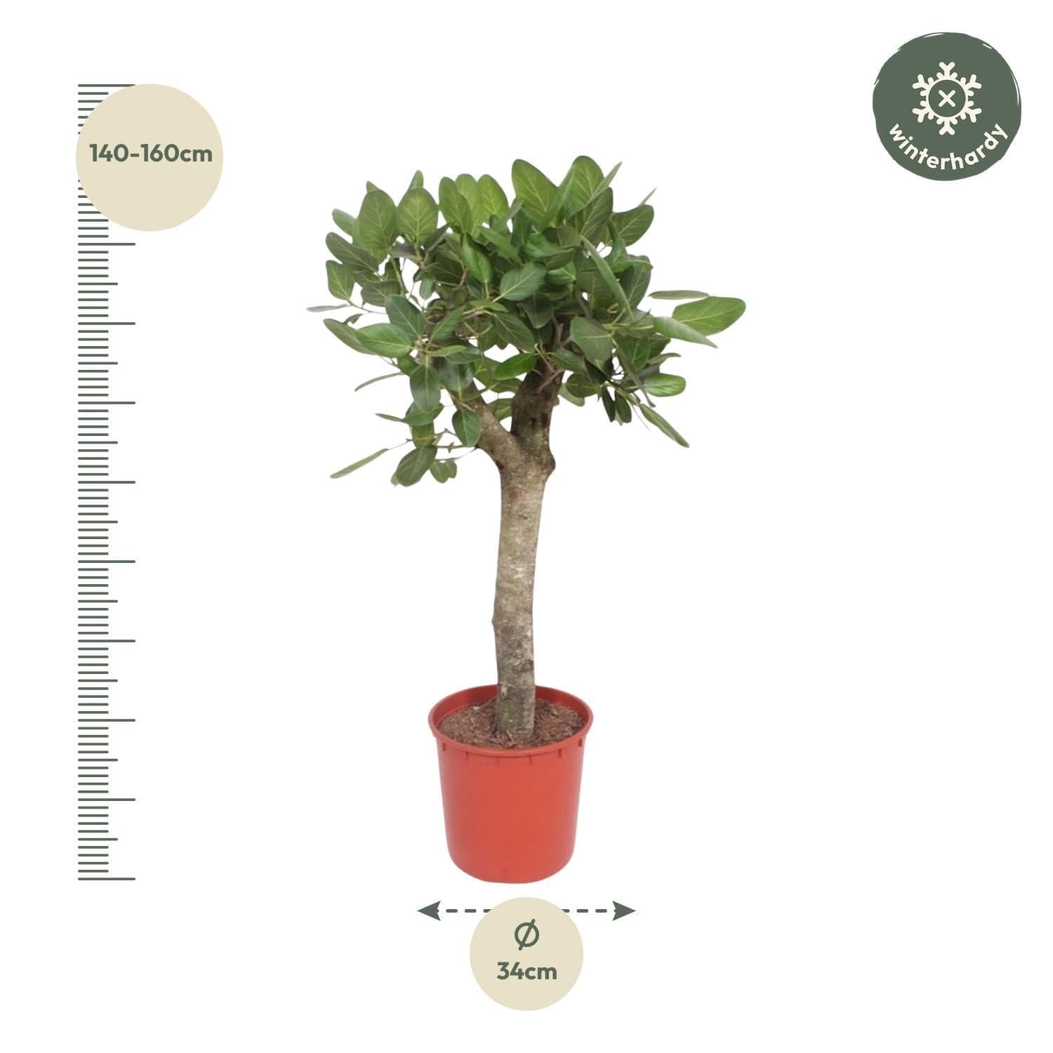 Ficus Benghalensis Banyan Feigenbaum - Zimmerpflanze - 150 cm - Ø34 cm Topf - grüne-wurzel