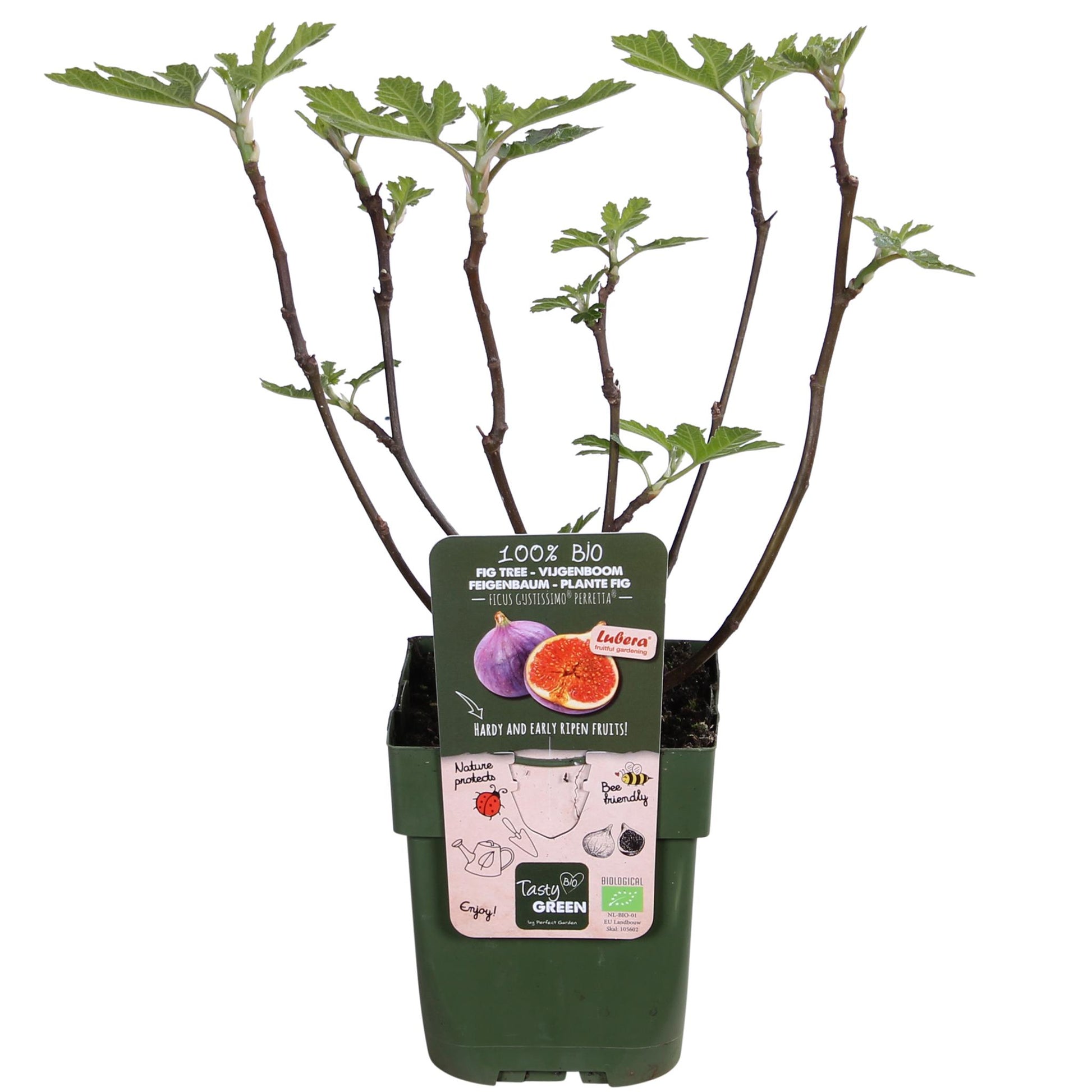 Ficus Gustissimo Perretta - Bio Feigenbaum - Ø13cm - Höhe 45cm - 100% Bio - Gartenpflanze - grüne-wurzel