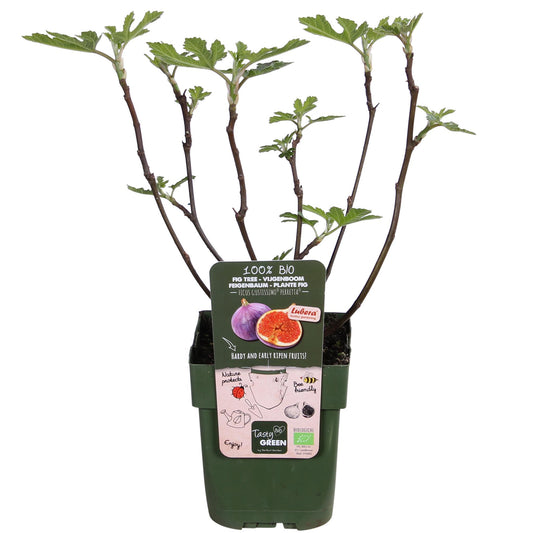 Ficus Gustissimo Perretta - Bio Feigenbaum - Ø13cm - Höhe 45cm - 100% Bio - Gartenpflanze - grüne-wurzel