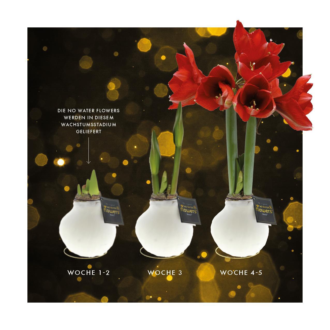 Amaryllis rote No Water Blumen Weihnachts Design Pflegeleichte Zimmerpflanze 3 Farben Blühend - Weiß Dunkelgrün Bordeaux Weihnachtsgeschenk Weihnachtsdekoration Pflanze für Weihnachten