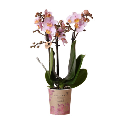 Kolibri Orchids | Rosa Phalaenopsis Orchidee - Andorra - Orchidaceae - Schmetterlingsorchidee - Topfgröße Ø9cm | blühende Zimmerpflanze - frisch vom Züchter - grüne-wurzel