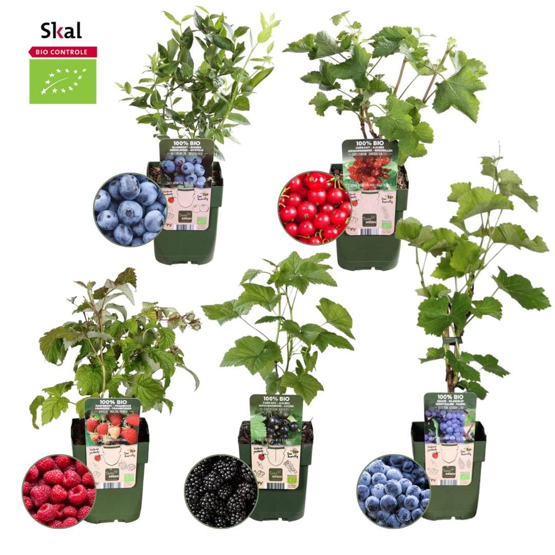 Fruchtoase  BIO Obstpflanzen Set - 5 Sorten - SKAL-zertifiziert Beeren Früchte Set Rubus idaeus Himbeere 1x Ribes rubrum Rote Johannisbeere 1x Vaccinium corymbosum Blaubeere / Heidelbeere 1x Vitis vinifera Blaue Weintraube 1x Rubus fruticosus Brombeere - grüne-wurzel