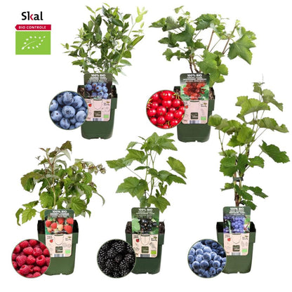 Fruchtoase  BIO Obstpflanzen Set - 5 Sorten - SKAL-zertifiziert Beeren Früchte Set Rubus idaeus Himbeere 1x Ribes rubrum Rote Johannisbeere 1x Vaccinium corymbosum Blaubeere / Heidelbeere 1x Vitis vinifera Blaue Weintraube 1x Rubus fruticosus Brombeere - grüne-wurzel