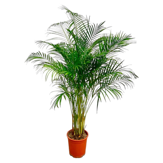 Dypsis Lutescens - Areca Palme - 170cm Ø24 - Große Zimmerpflanze - Pflegeleichte Palme