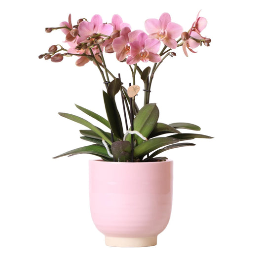 Kolibri Orchids | Altrosa Phalaenopsis Orchidee Jewel Treviso - Orchidaceae Schmetterlingsorchideen - in rosa glasiertem Topf - Ø12cm | blühende Zimmerpflanze - grüne-wurzel