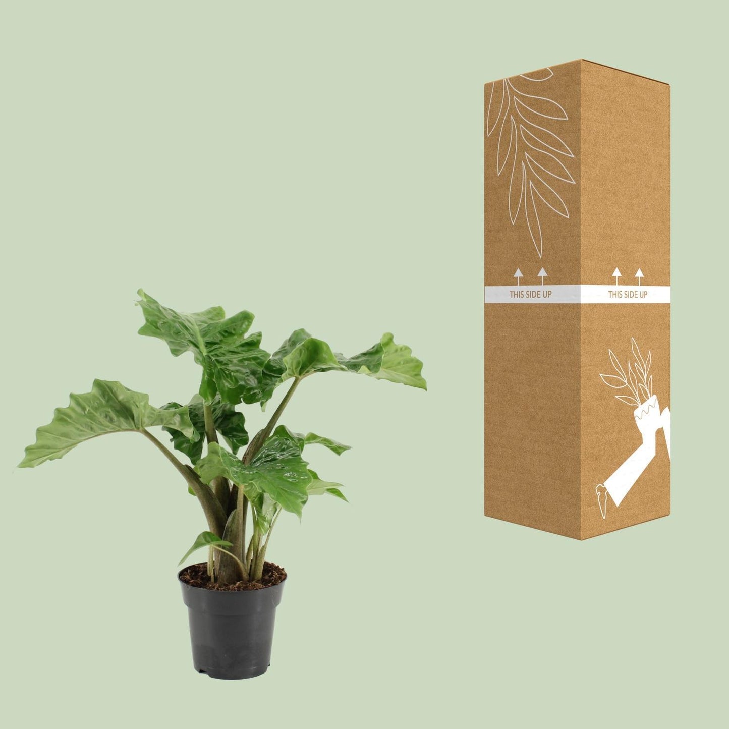 Alocasia Low Rider - Ø17cm - Höhe 50cm - Zimmerpflanze - Elefantenohr - grüne-wurzel