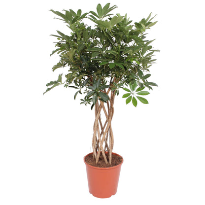 Schefflera Arboricola Compacta geflochtener Stamm – 140 cm ø30 – Zimmerpflanze – Zwergschirmbaum – Strahlenaralie - XXL Zimmerpflanze