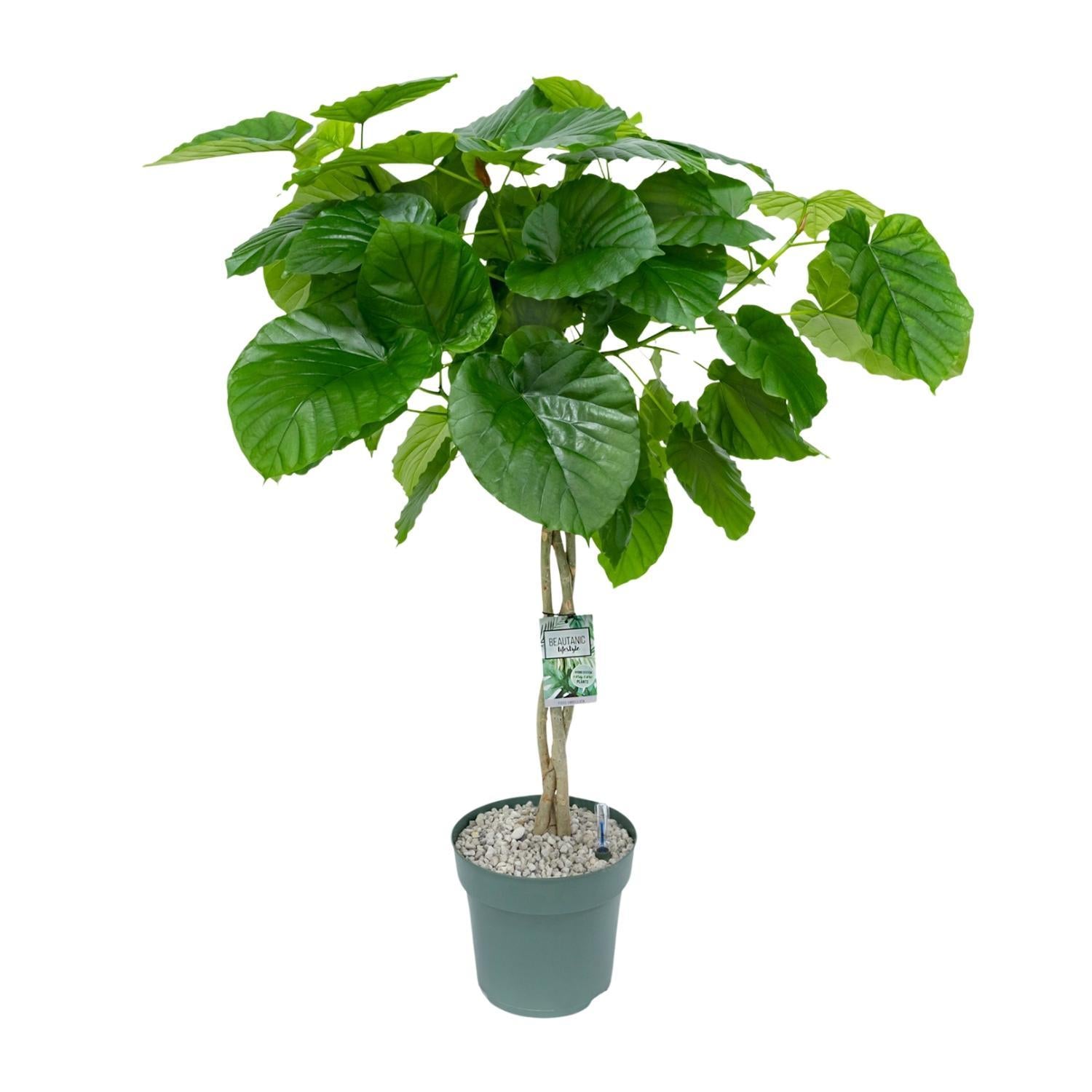 Ficus Umbellata Geflochten - Ø27cm - Höhe 120cm - Zimmerpflanze - Trauerfeige - grüne-wurzel