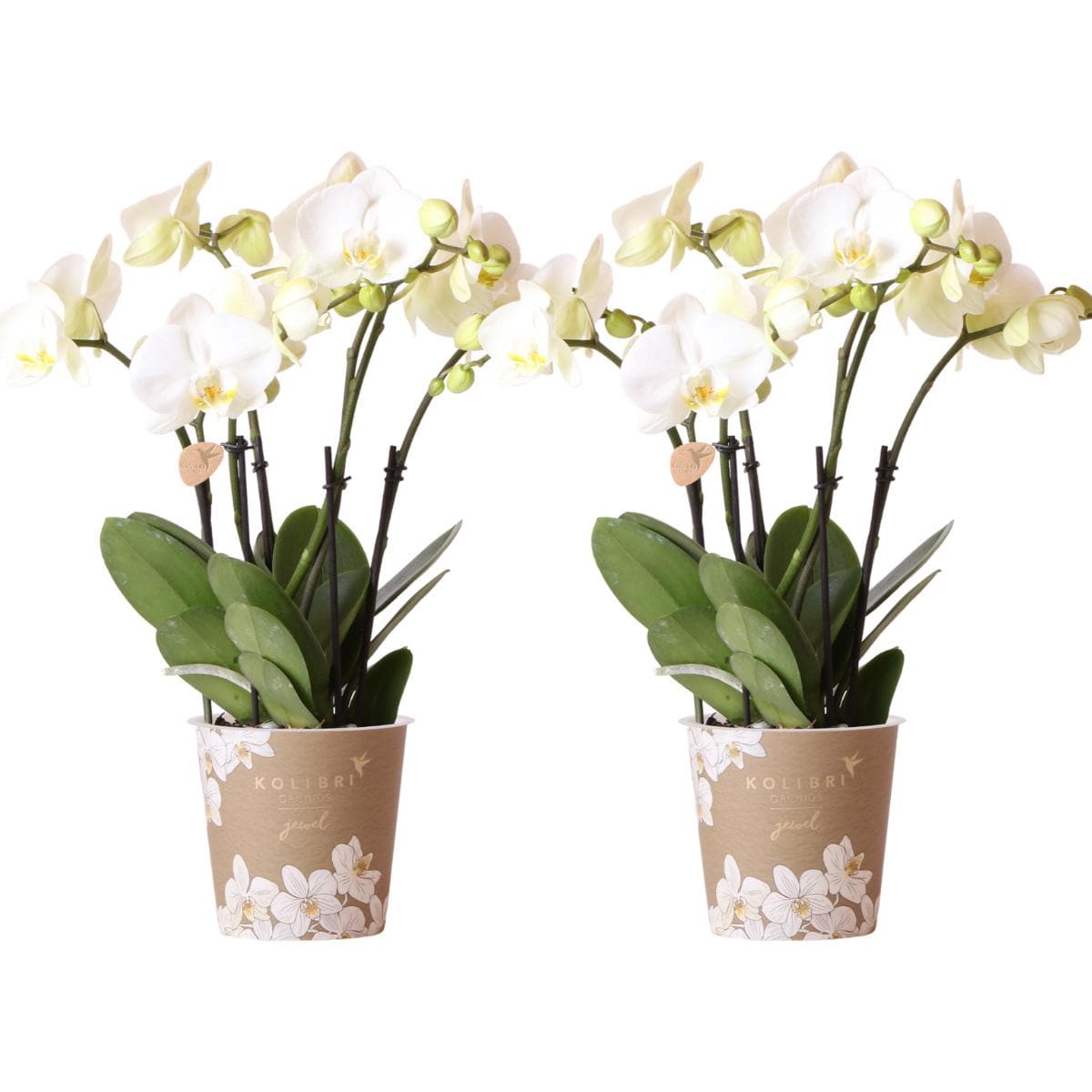 Kolibri Orchids | 2 weiße Phalaenopsis Orchideen Orchidaceae | Zimmerpflanze Ø12cm Topf | Schmetterlingsorchidee blühend - grüne-wurzel