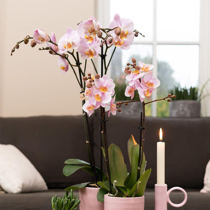 Kolibri Orchids | Rosa Phalaenopsis Schmetterlingsorchidee - Mineral Kikion | Orchidaceae | blühende Zimmerpflanze im Topf Ø12cm - frisch vom Züchter - grüne-wurzel