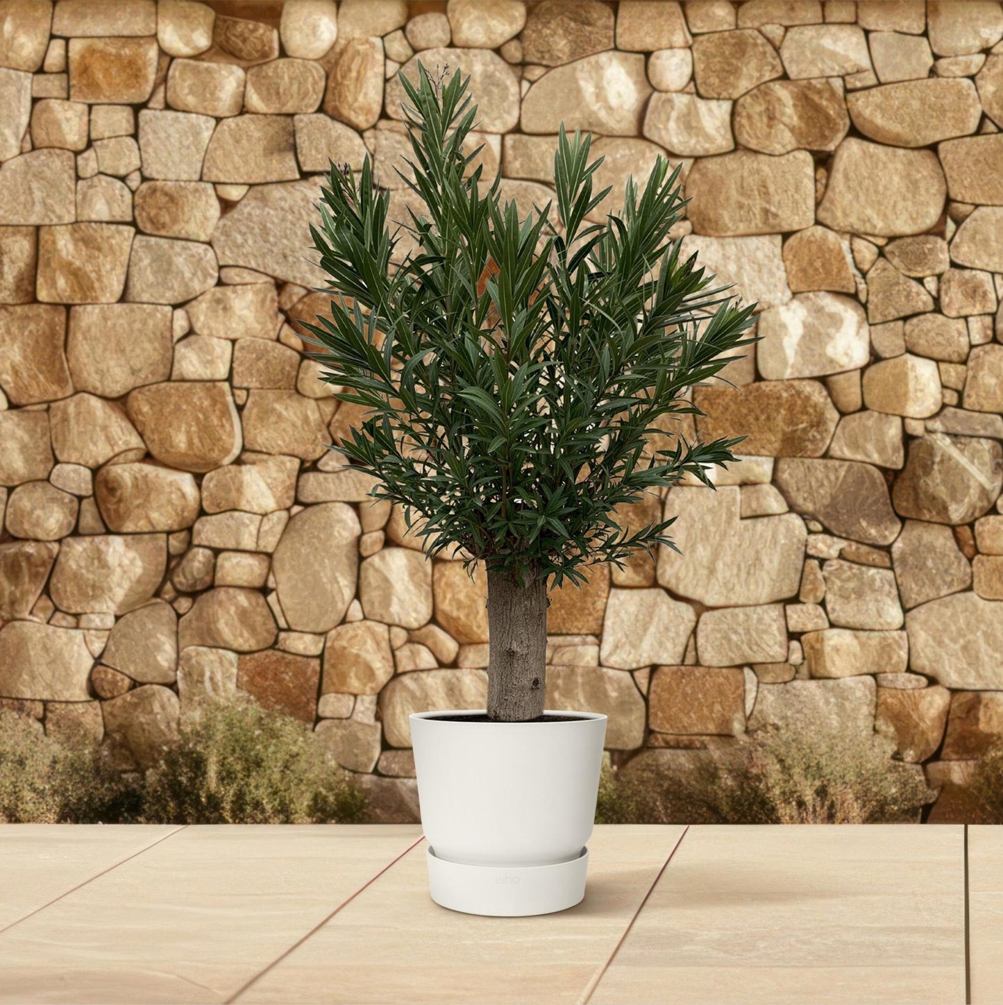 Nerium Oleander Bonsai – 190 cm – Ø45 cm – Immergrüne Pflanze – Zimmerpflanze groß – XXL Zimmerpflanze