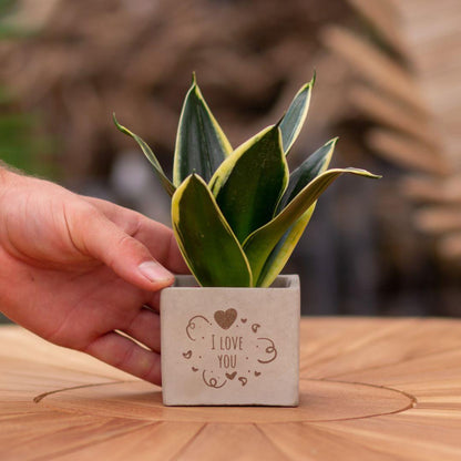 Sansevieria Bogenhanf "I Love You" - Pflegeleichte Zimmerpflanze im Congreetz® Plantpot - Grünes Liebesgeschenk