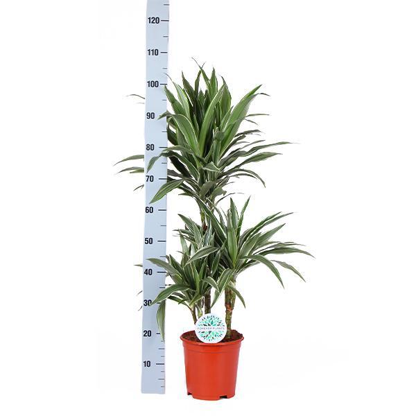 Dracaena Warneckii mit Topf - Dracaena deremensis - Zimmerpflanze - Ø21cm, ↕65cm - grüne-wurzel