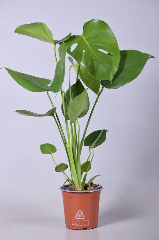 Monstera Deliciosa Zimmerpflanze - 55cm, Ø14cm Topf Fensterblatt Schweizer Käse Pflanze - grüne-wurzel