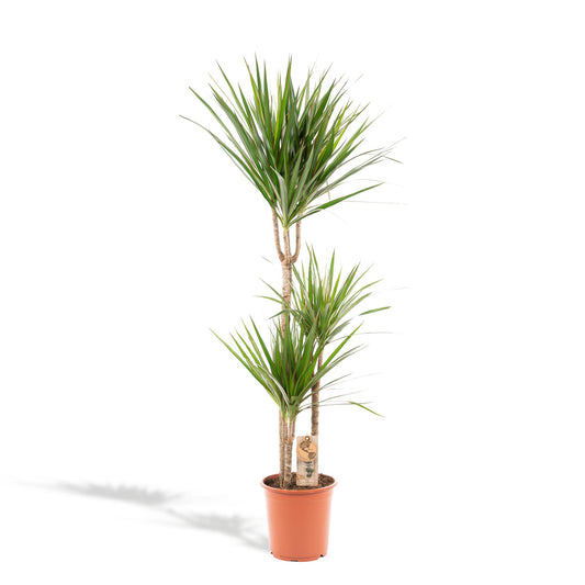 Dracaena Marginata – 120 cm Ø21 cm – Zimmerpflanze – XXL Zimmerpflanzen – Drachenbaum