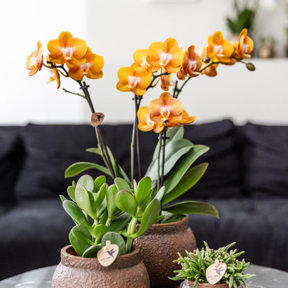 Kolibri Orchids | KOMBI ANGEBOT von 2 Phalaenopsis Orchideen Orchidaceae Las Vegas | Zimmerpflanze Ø12cm | Schmetterlingsorchidee blühend in Orange Gelb - grüne-wurzel