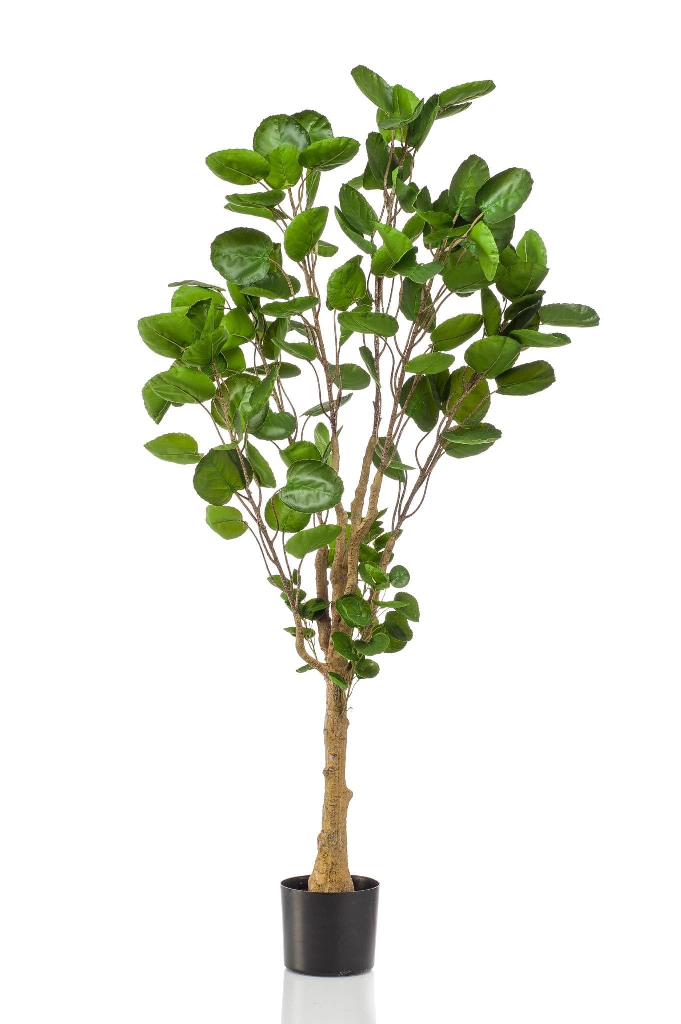 Kunstpflanze Polyscias - Aralia - 150 cm - Zimmerpflanze - künstliche Pflanzen wie echt - grüne-wurzel