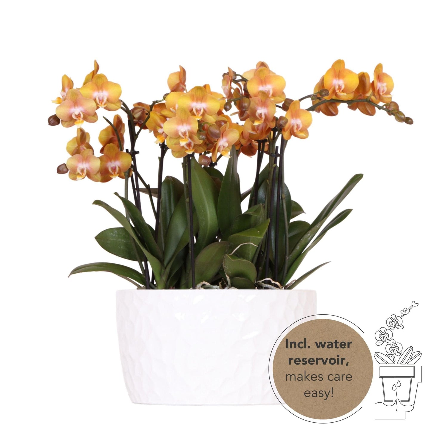 Kolibri Orchids | Orange Phalaenopsis Orchideen - Las Vegas in Keramik Honigschale - Topfgröße Ø12cm | Blühende Zimmerpflanze - Frisch vom Züchter Schmetterlingsorchidee - grüne-wurzel