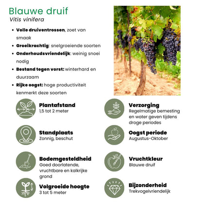 Fruchtoase  BIO Obstpflanzen Set - 5 Sorten - SKAL-zertifiziert Beeren Früchte Set Rubus idaeus Himbeere 1x Ribes rubrum Rote Johannisbeere 1x Vaccinium corymbosum Blaubeere / Heidelbeere 1x Vitis vinifera Blaue Weintraube 1x Rubus fruticosus Brombeere - grüne-wurzel