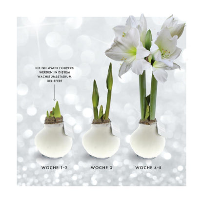 Amaryllis No Water weiße Blumen mit Botanik Pflanzen Design - Pflegeleichte Zimmerpflanze in 3 Motiven - Monstera Farn Palme Motiv Weiß