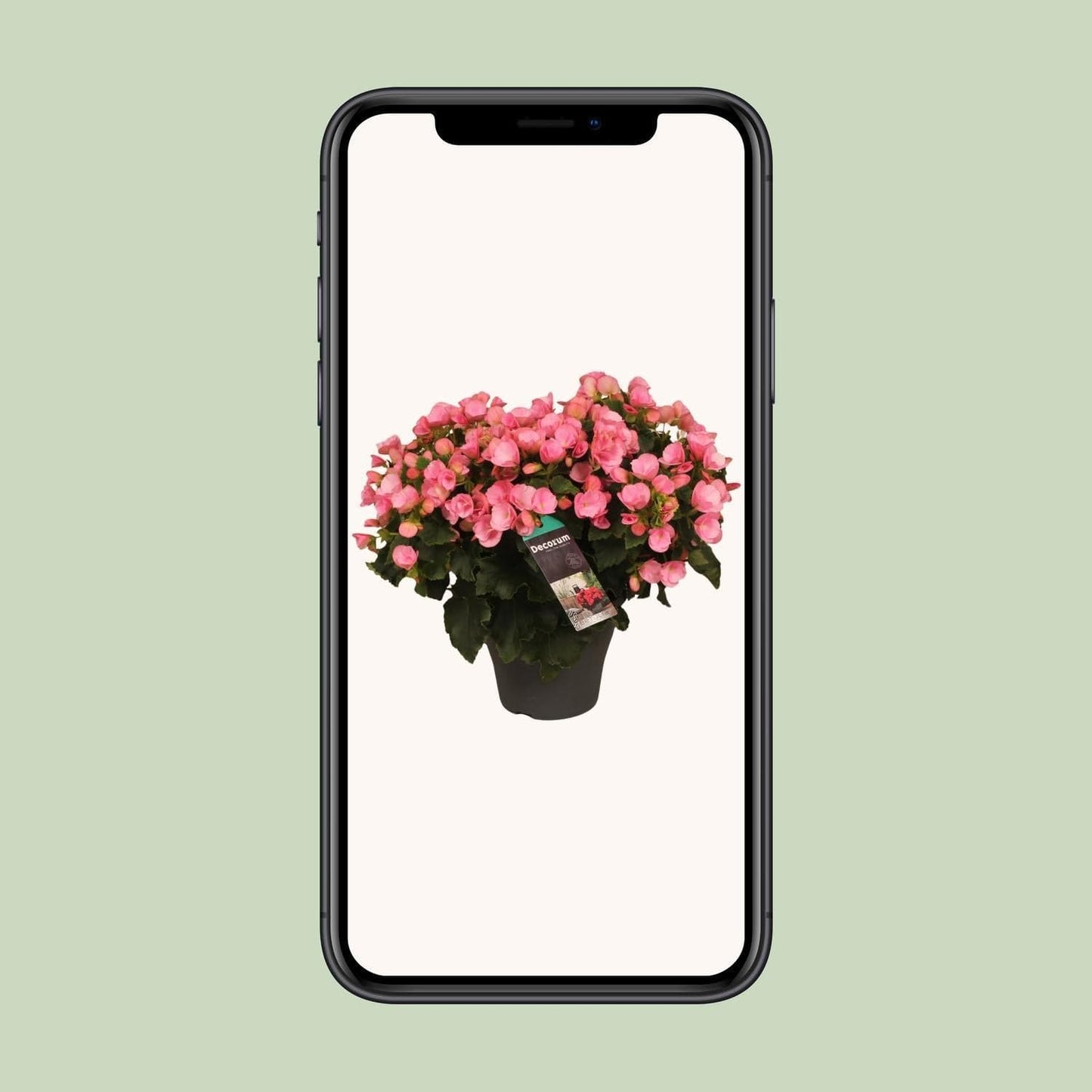 Begonia Betulia Candy - Ø19cm - ↕35cm - grüne-wurzel