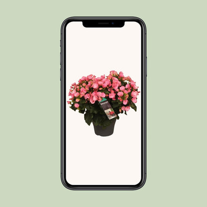 Begonia Betulia Candy - Ø19cm - ↕35cm - grüne-wurzel