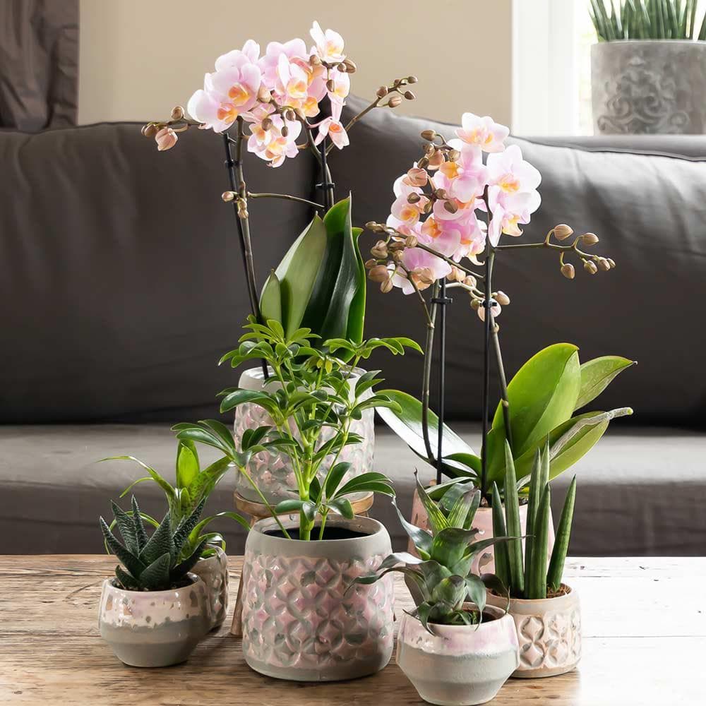 Kolibri Orchids | Rosa Phalaenopsis Orchidee - Andorra - Orchidaceae - Schmetterlingsorchidee - Topfgröße Ø9cm | blühende Zimmerpflanze - frisch vom Züchter - grüne-wurzel