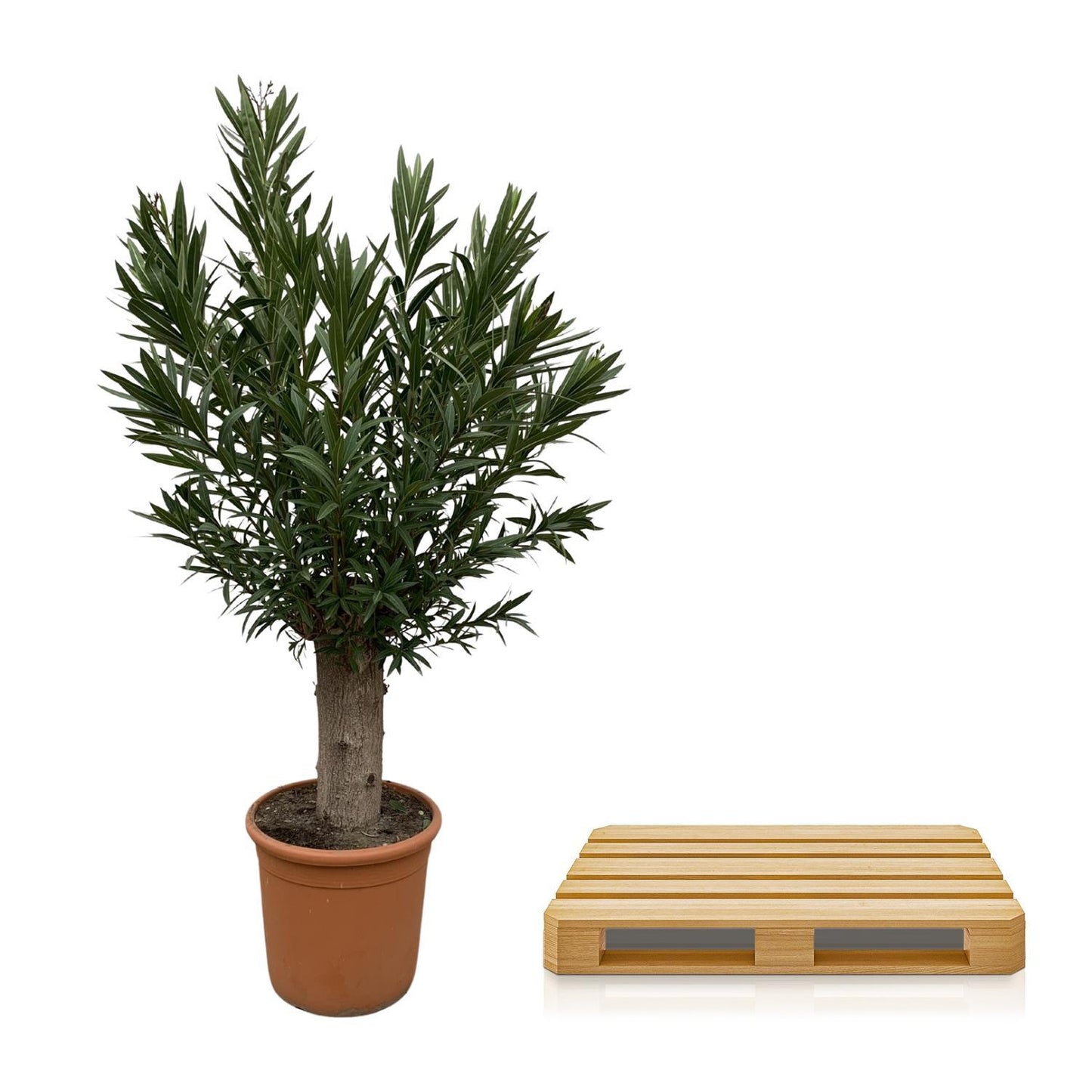 Nerium Oleander Bonsai – 190 cm – Ø45 cm – Immergrüne Pflanze – Zimmerpflanze groß – XXL Zimmerpflanze