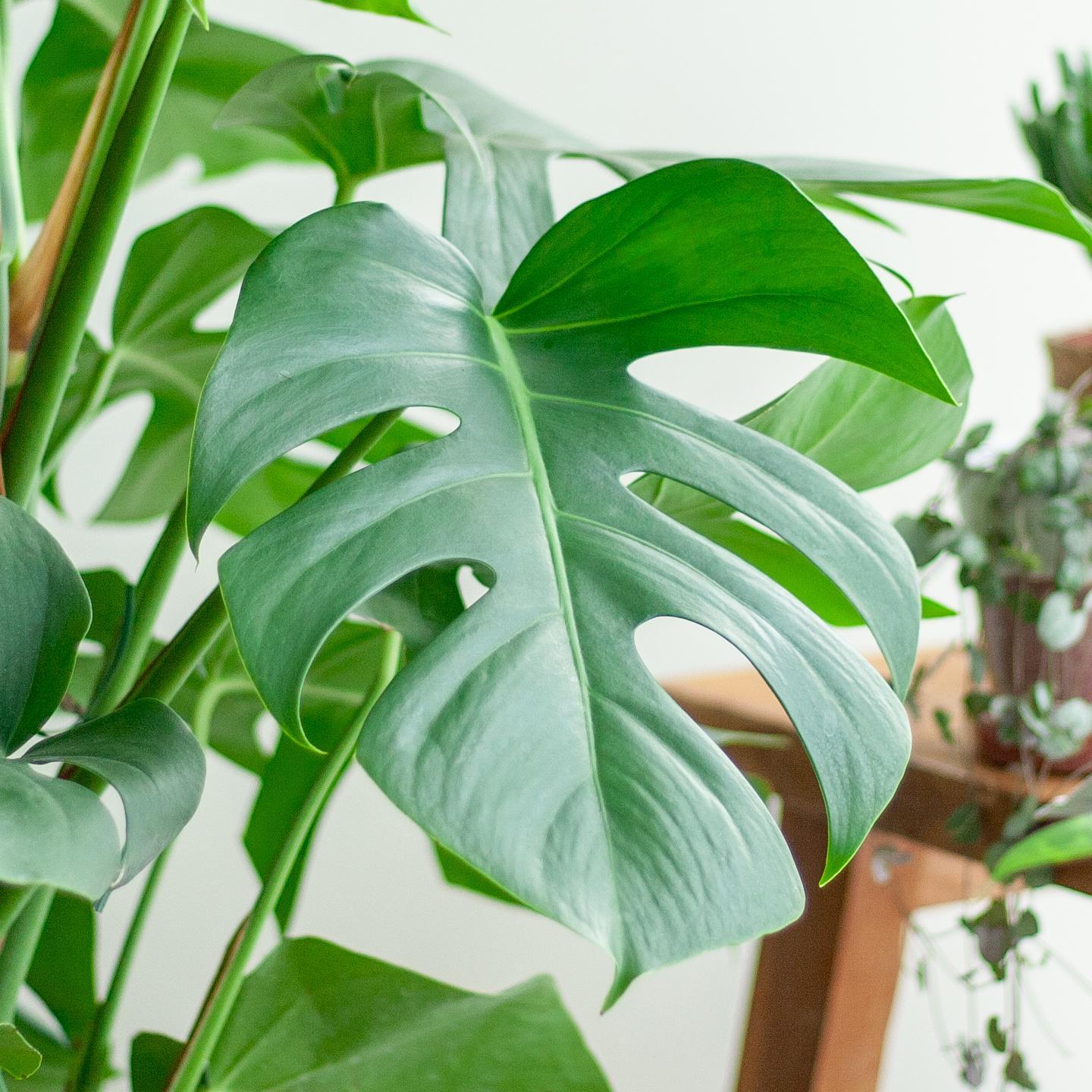 Monstera Deliciosa XL mit Pflanzkorb Torun – 120cm Ø24 – Zimmerpflanze groß  – Fensterblatt