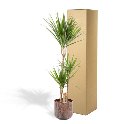 Dracaena Marginata mit Topf oder Korb – 120 cm Ø21 cm – Zimmerpflanze – XXL Zimmerpflanzen – Drachenbaum