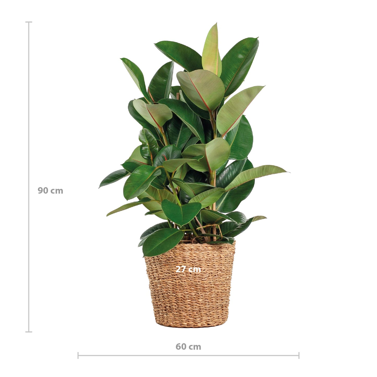 Ficus Elastica Robusta XL – 90cm Ø27 – Gummibaum – Zimmerpflanze groß – Pflanzen online kaufen