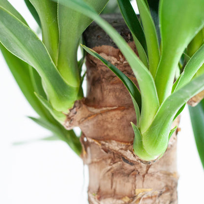 Dracaena Janet Lind mit Topf oder Korb  – 95cm Ø21 – Drachenbaum – Zimmerpflanze groß