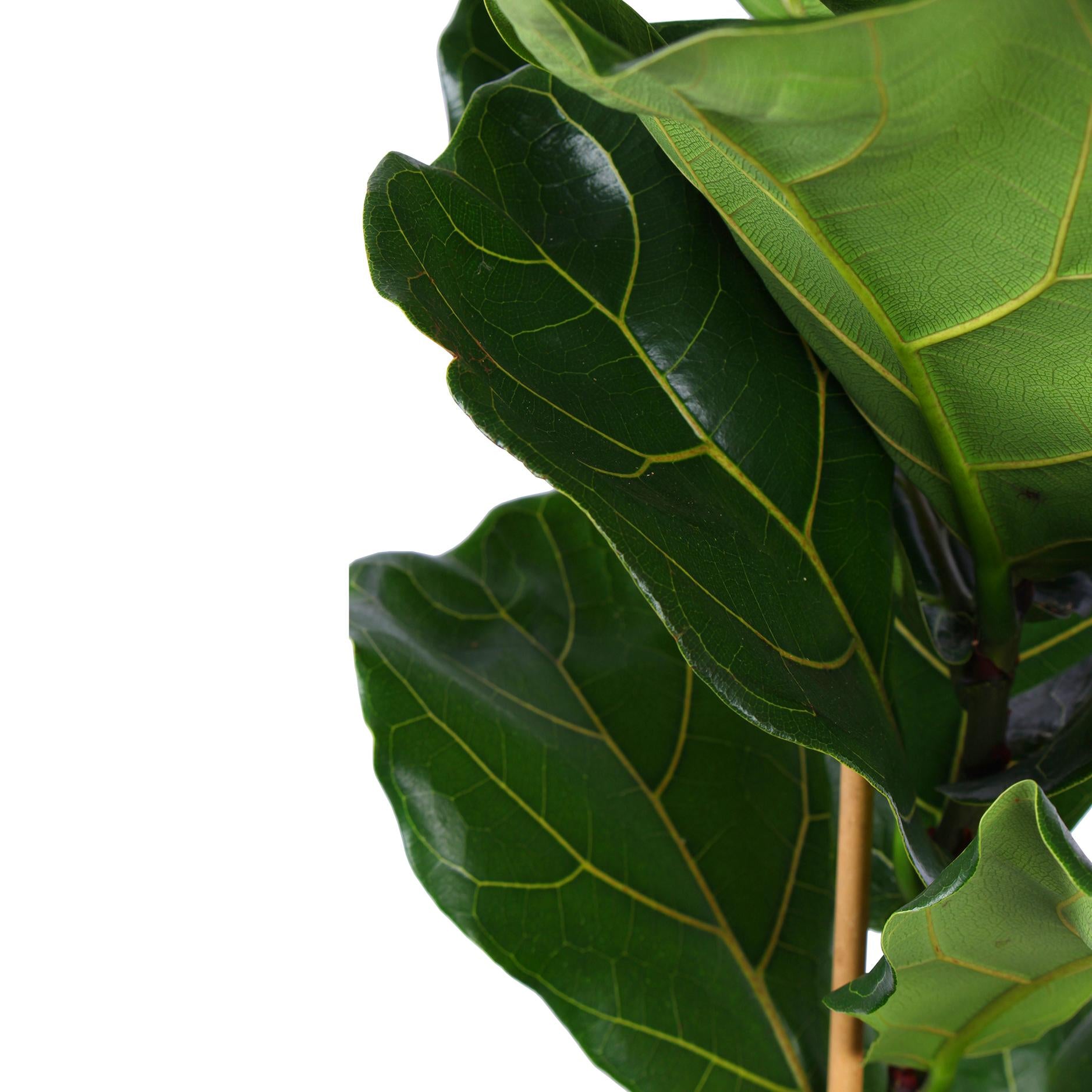 Ficus Lyrata mit Topf - Zimmerpflanze - Ø21cm, ↕90cm - Geigenfeige - grüne-wurzel