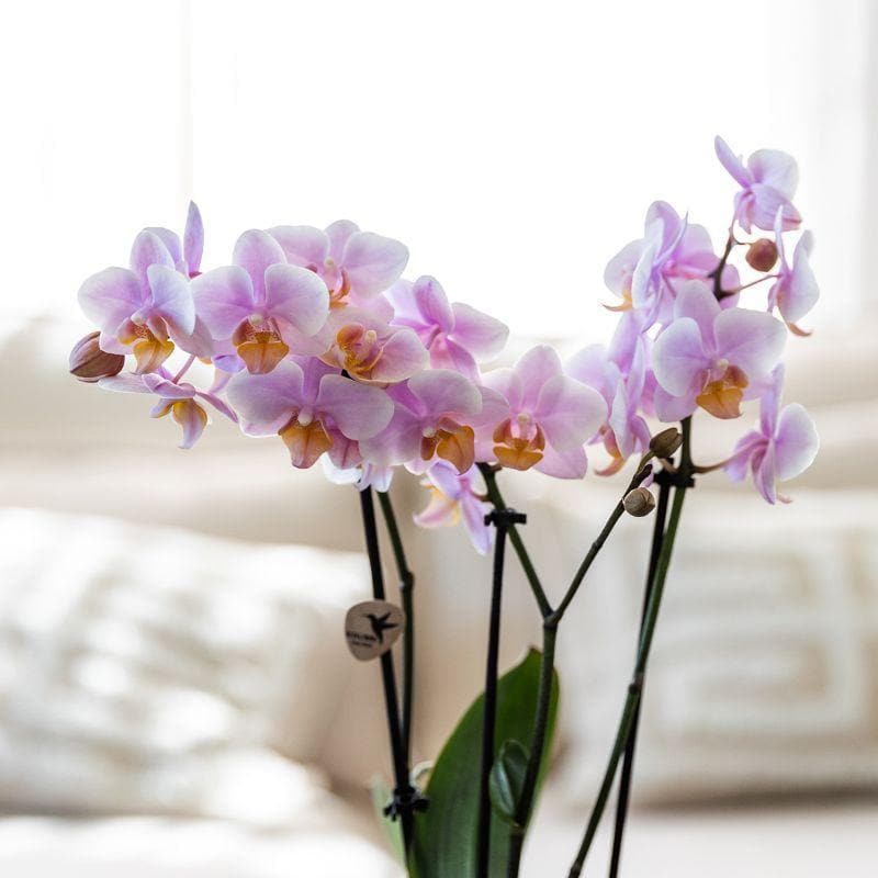 3er Pflanzenset Romantik | Rosa Phalaenopsis Schmetterlingsorchidee Orchidaceae Andorra + Sukkulenten Grünpflanzen inkl. Keramik-Ziertöpfe - frisch vom Züchter - grüne-wurzel